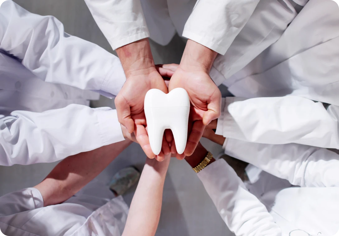 Hands holding a large tooth model
